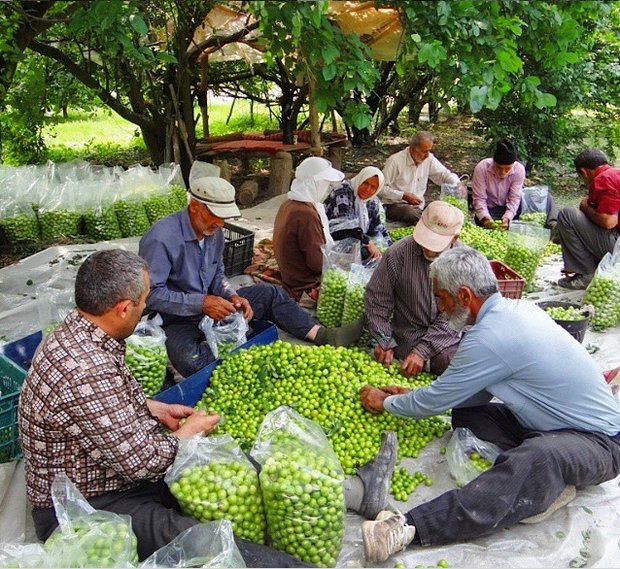 چوپانی که هزاران هوادار اینستاگرامی دارد